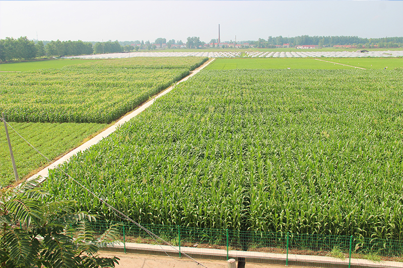 武汉金丰收种业有限公司 水稻 玉米 小麦